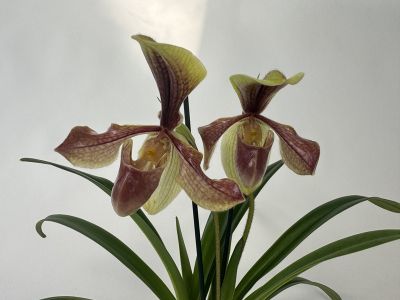 Paphiopedilum villosum 'laichanense' 2er Sparset (in Knospe/Blüte)